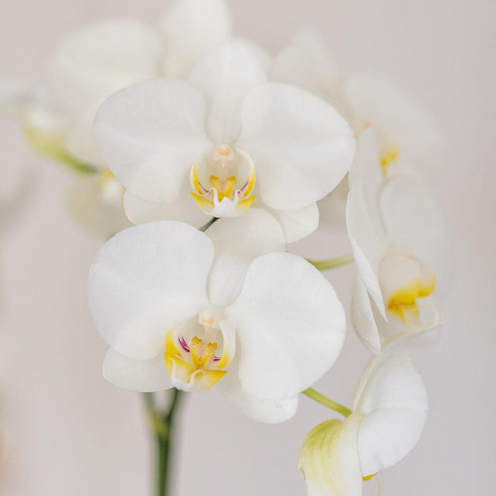 Witte orchidee Amabilis en succulent in Tube sierpot wit - Set - Ø9cm | bloeiende kamerplant