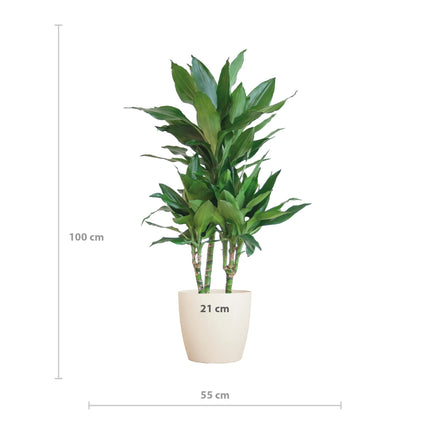 Dracaena Janet Lindt avec Viber blanc - ↕95cm - Ø21cm - Plante dragon