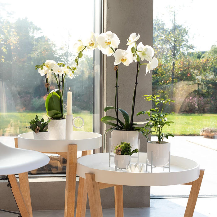 Witte Phalaenopsis orchidee - Dame Blanche - Ø12cm - Bloeiende kamerplant