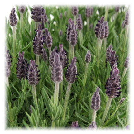 Lavandula stoechas Anouk® - Ø12cm - Lavande à crête - 6x