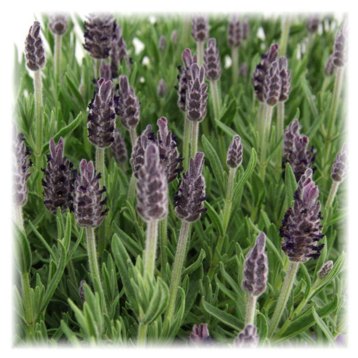 Lavandula stoechas Anouk® - Ø12cm - Kuiflavendel - 6x
