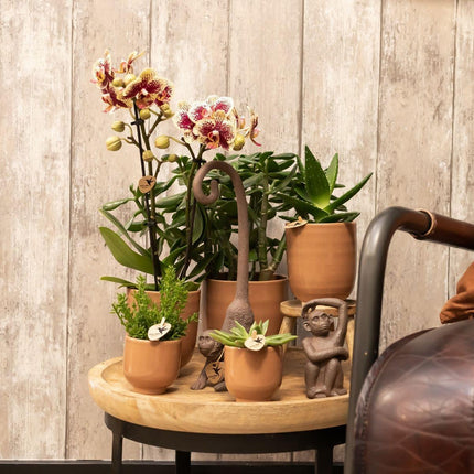 Kolibri Home | Glazed flower pot - Cognac ceramic decorative pot with gloss - Ø12cm