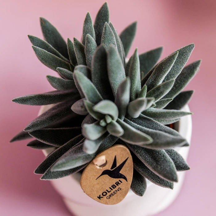 Tarantula - Vetplant - groene kamerplant - Ø6cm - Kolibri Greens