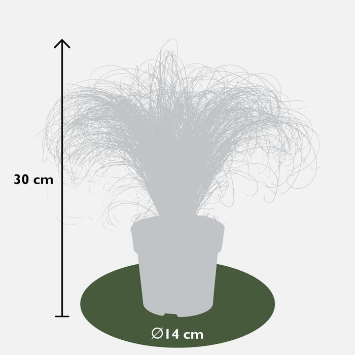 Carex comans 'Frosted Curls' - Zegge - ↕25cm - Ø14cm - 6x