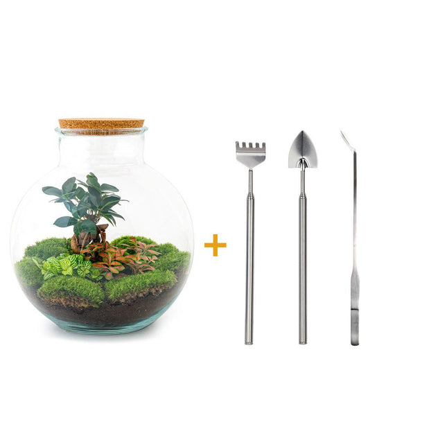 Terrario fai da te - Bolder Bob Bonsai - ↕30cm - Rastrello + Pala + Pinzette