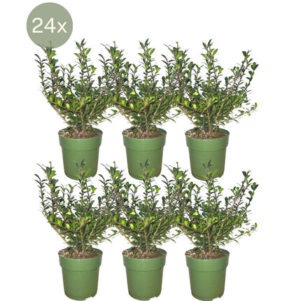 Ilex Crenata 'Jenny' ® - ↕20 cm - Ø12cm - 24x