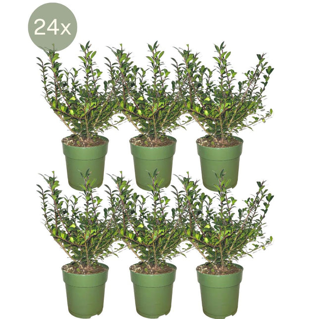 Ilex Crenata 'Jenny' ® - ↕20 cm - Ø12cm - 24x