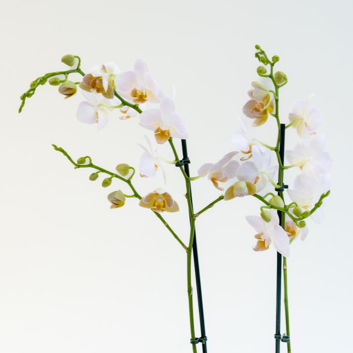 Plant Phalaenopsis - met fluwelen pot - ↕50cm - Ø12cm