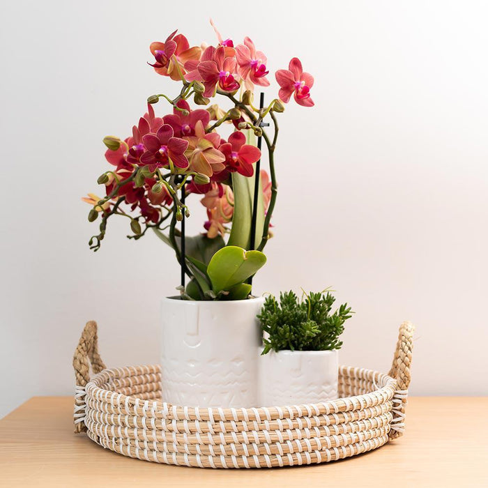 Rode Phalaenopsis orchidee - Congo - Ø9cm - Bloeiende kamerplant