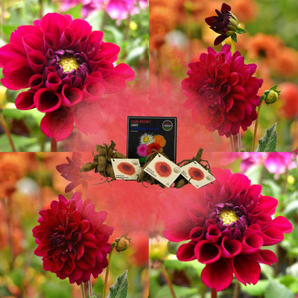 Dahlia Bollen | Dahlia Heatwave, Grote Dieprode Bloemen