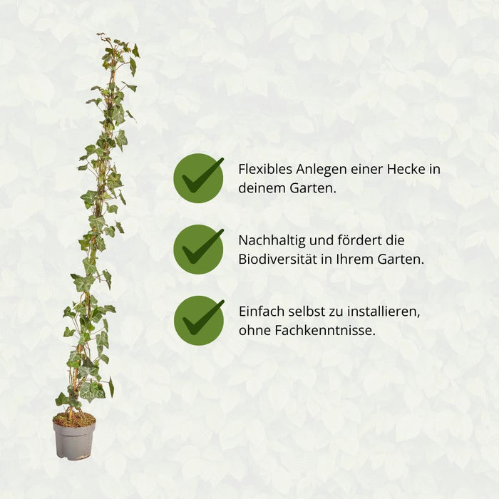 Hedera Hibernica - Klimop - Gestokt - ↕125-150 cm