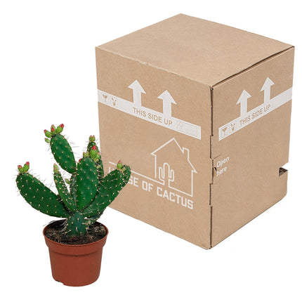 Opuntia quitensis - - ↕35cm - Ø12cm
