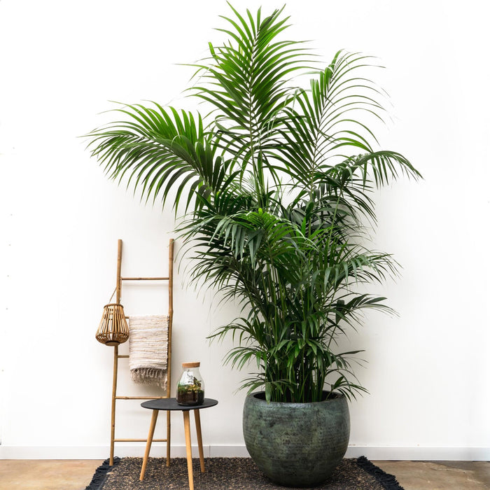 Plantenpot Fabien Mystic Green - W69xH54