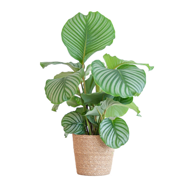 Calathea Orbifolia with Sofia basket natural - ↕65cm - Ø21cm