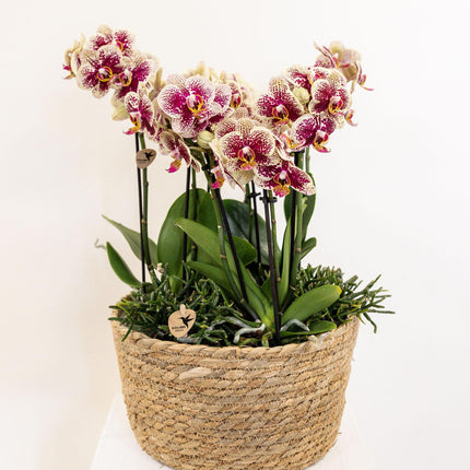 Kolibri Home – Einsatz mit Wasserreservoir und Bewässerungsdochten für Orchideenuntersetzer – Bewässerungssystem für Orchideen Ø 25 cm – 3 x 9 – Dschungelstrauß