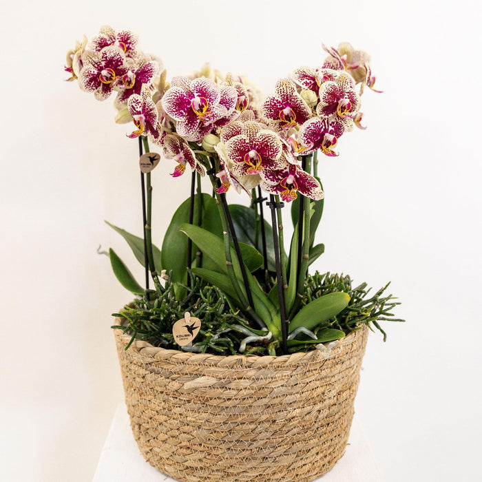 Kolibri Home - Inlay met waterreservoir met watergeeflonten voor orchideeënschaal - watergeefsysteem voor orchideeën Ø25cm - 3x9 - Jungle Bouque