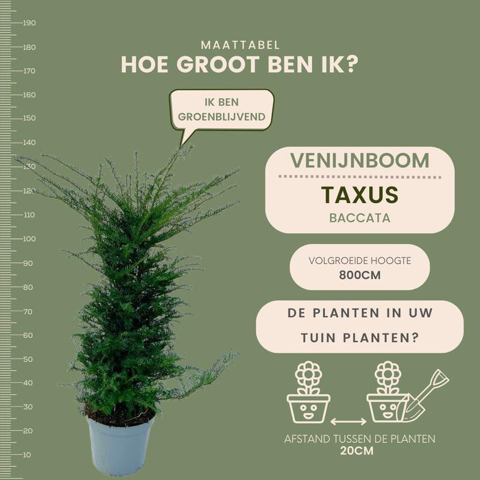 Grote taxus planten voor 10 strekkende meter haag - 12L - 20x - ↕100-125 cm