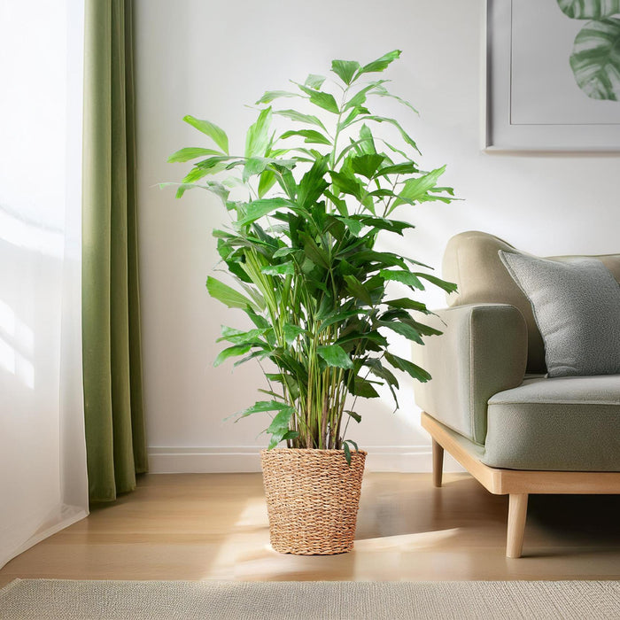 Caryota Mitis XL - Vissenstaartpalm - met mand Torun - ↕130cm - Ø24cm