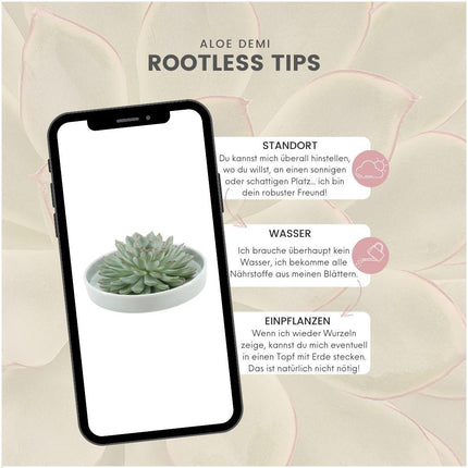 ROOTLESS Succulent Echeveria Pulidonis in 'green' bowl - ↕5cm - Ø20cm