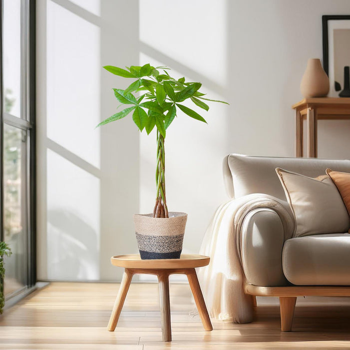 Pachira Aquatica - Geldboom - met Mand Lissabon zwart - ↕80cm - Ø21cm