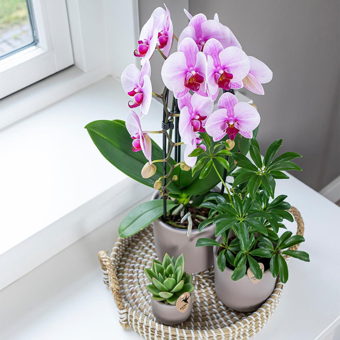 Roze Phalaenopsis orchidee - Niagara Fall  - Ø12cm - Bloeiende kamerplant