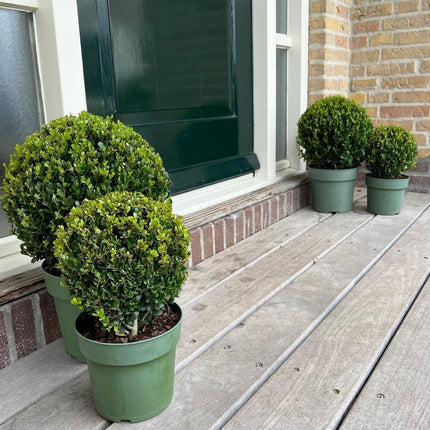 Ilex crenata 'Jenny' bulb Ø20cm + 1x bulb Ø25cm - 2x