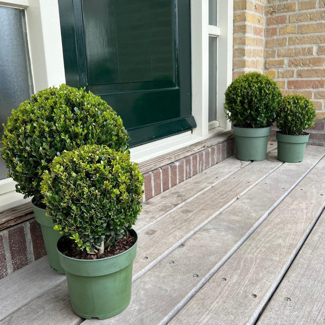Ilex crenata 'Jenny' bol Ø20cm + 1x bol Ø25cm - 2x