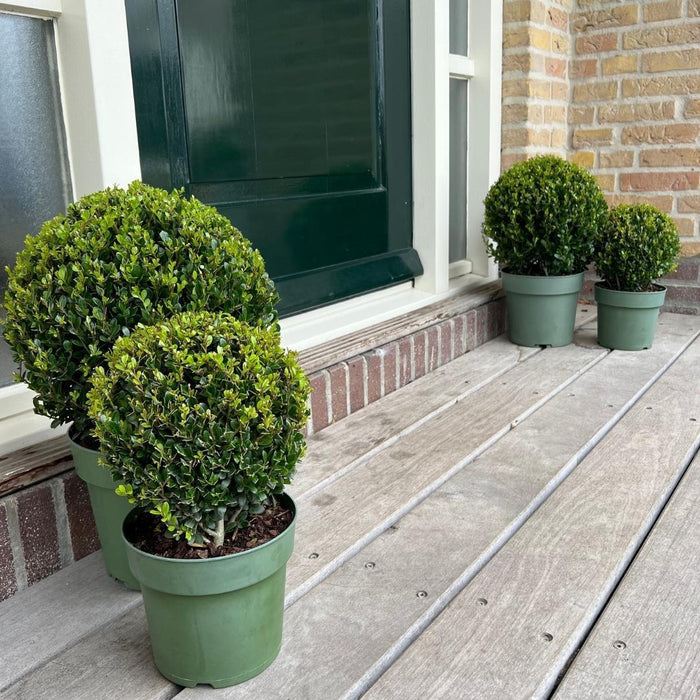 Ilex crenata 'Jenny' bol Ø20cm + 1x bol Ø25cm - 2x