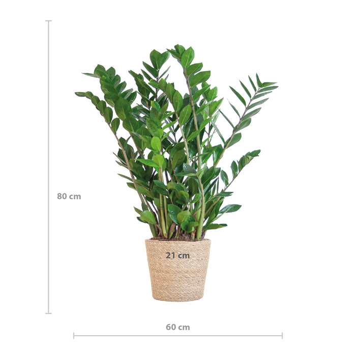 Zamioculcas Zamiifolia - ZZ Plant - met Sofia mand naturel  - ↕80cm - Ø21cm
