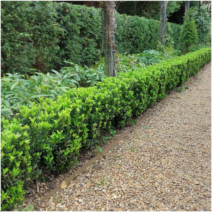 Groene Kardinaalsmuts haag - Euonymus japonicus 'Green Spire' - 6x - 1 meter - Winterharde haagplanten