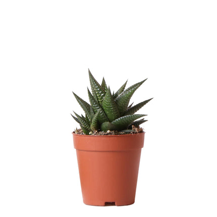 Haworthia Limifolia - Succulent - Ø9cm - green houseplant - Kolibri Greens