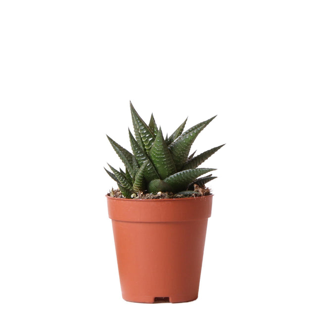 Haworthia Limifolia - Vetplant - Ø9cm - groene kamerplant - Kolibri Greens