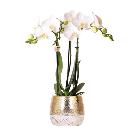 Weiße Phalaenopsis-Orchidee – Amabilis + Elite-Topf Gold – Ø 9 cm – ↕ 40 cm – Blühende Zimmerpflanze im Blumentopf
