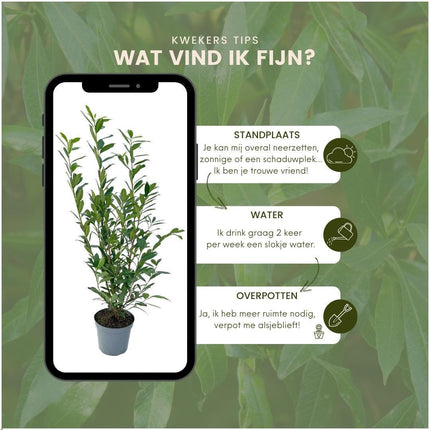 Grands plants de laurier-cerise Caucasica pour 10 mètres linéaires de haie - 12L - 25x - ↕100-125 cm