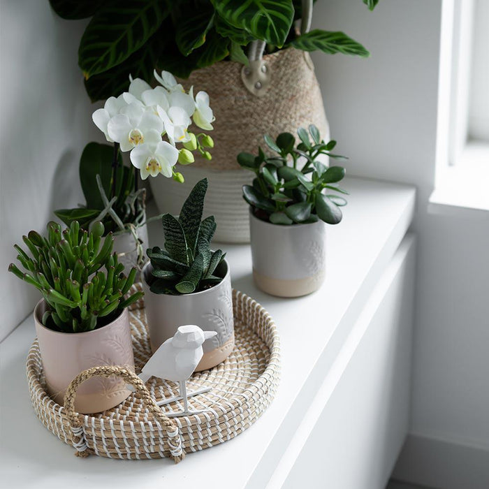 Vetplanten | set van 4 succulenten - groene planten - Ø9cm - Kolibri Greens