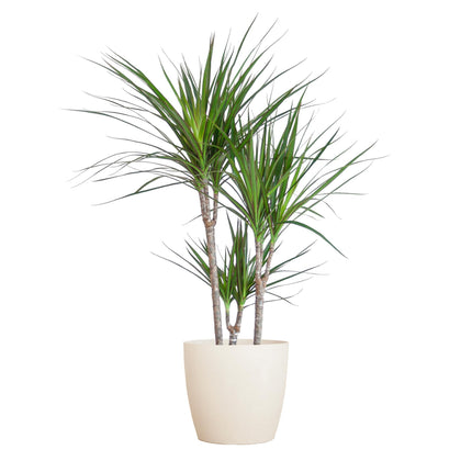 Dracaena Marginata med Hvid Viber - ↕95cm - Ø21cm - Drageplante