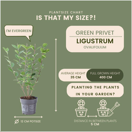 Ligustrum Ovalifolium Set of 6 hardy hedge plants - 1 meter Privet - Semi-evergreen hedge