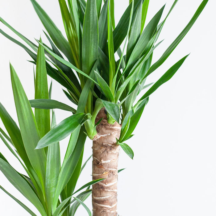 Dracaena Janet Lindt met mand Lissabon wit - ↕95cm - Ø21cm - Drakenplant