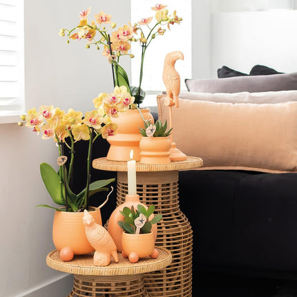 Kolibri Home | Pfirsichfarbener Blumentopf „Rolling Peach“ – Dekorativer Keramiktopf in Pfirsichfarbe – Ø 6 cm