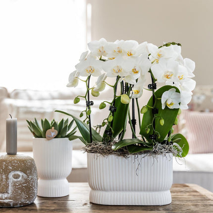 Kolibri Home | Diabolo pot white - Ø6cm