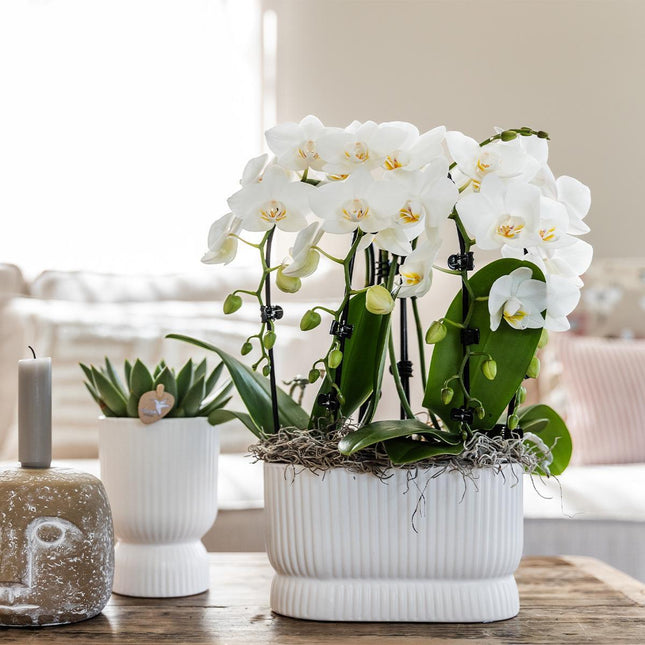 Kolibri Home | Maceta Diabolo blanca - Ø6cm