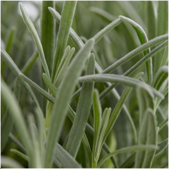 Lavanda Angustifolia - ↕15 cm - Ø7cm - 6x