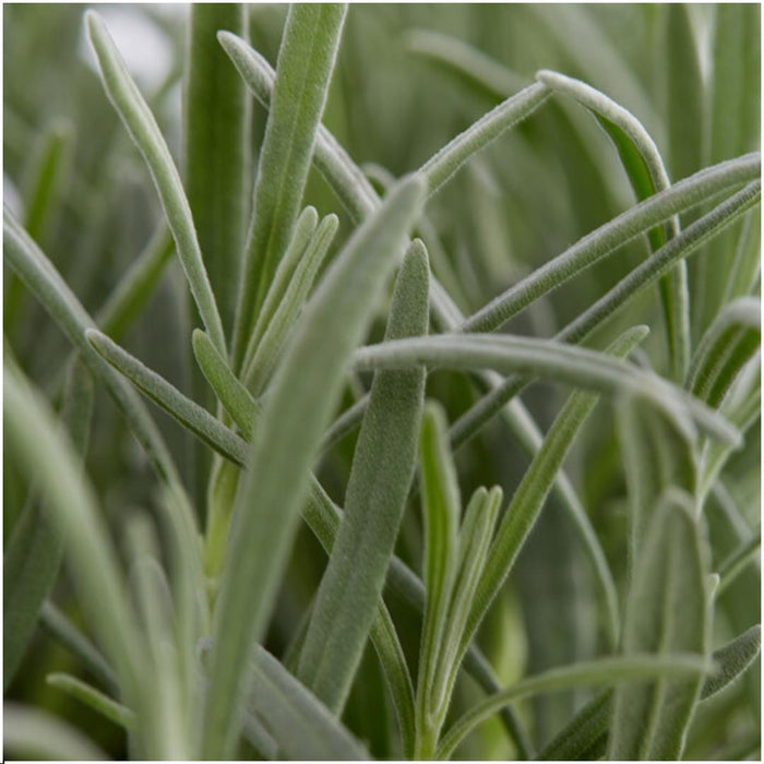 Lavendel Angustifolia - ↕15 cm - Ø7cm - 6x