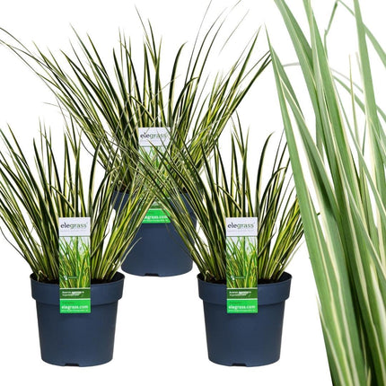 Acorus Gramineus 'Argenteostriatus' - Dværg Calamus - ↕30cm - Ø14cm - 3x