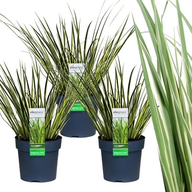 Acorus Gramineus 'Argenteostriatus' - Dwarf Calamus - ↕30cm - Ø14cm - 3x