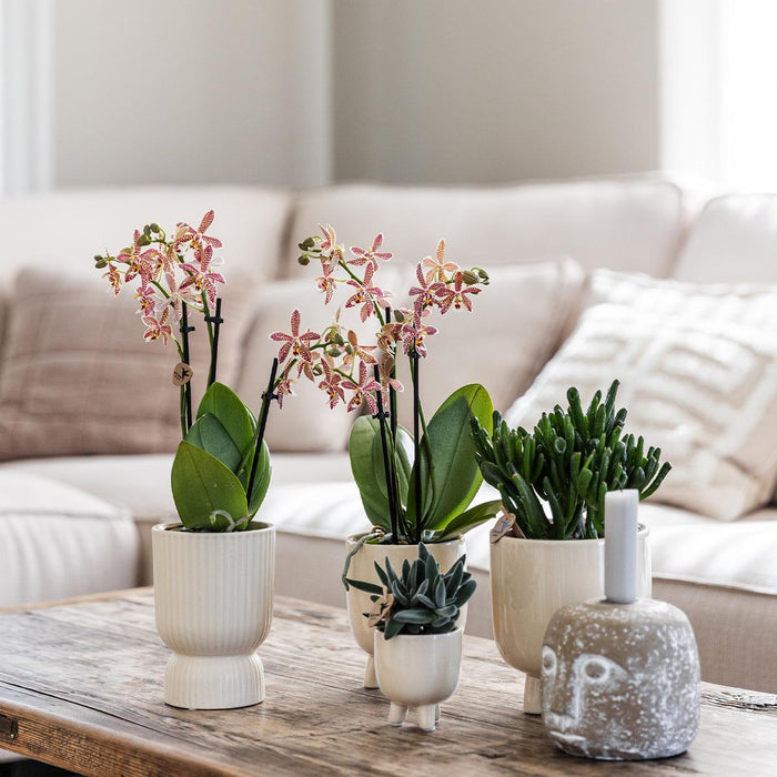 Rode Phalaenopsis orchidee - Congo + Diabolo travertine - Ø9cm - Bloeiende kamerplant