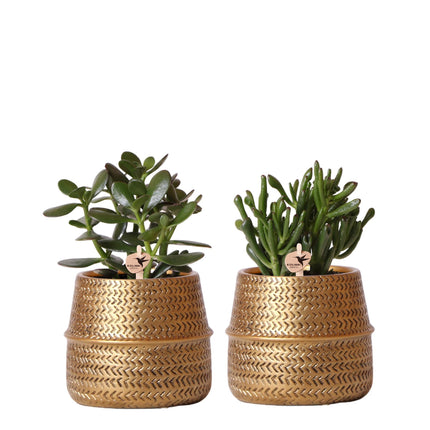 Vetplanten set van 2 planten in gouden groove sierpotten - keramiek - Ø9cm - Kolibri Greens