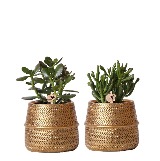 Sukkulentsæt med 2 planter i dekorative potter med guldrille - keramik - Ø9 cm - Kolibri Greens