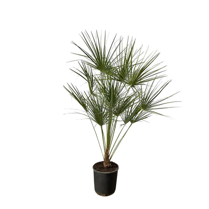 Chamaerops Humilis am Stamm - Zwergpalme - ↕160 cm - Ø28 cm