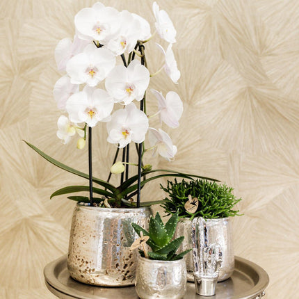 Haworthia Limifolia in Luxury silver pot - Succulent - Ø9cm - green houseplant - Kolibri Greens